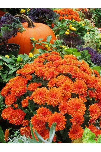 Хризантема Мультіфлора – яскраве осіннє вбрання для вашого саду.